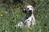 DALMATIEN 082